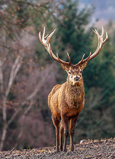 Jagd in bayern